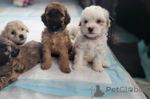 Foto №1. maltipu - zum Verkauf in der Stadt Bayerbach bei Ergoldsbach | 900€ | Ankündigung № 150134