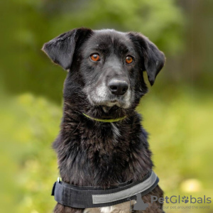 Foto №4. Ich werde verkaufen mischlingshund in der Stadt Москва. quotient 	ankündigung - preis - Frei