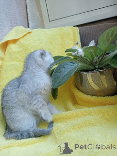 Foto №2 zu Ankündigung № 142833 zu verkaufen schottische faltohrkatze - einkaufen Russische Föderation quotient 	ankündigung, züchter