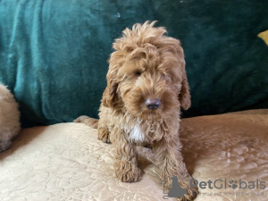 Foto №2 zu Ankündigung № 97071 zu verkaufen cavalier king charles spaniel - einkaufen USA quotient 	ankündigung, züchter