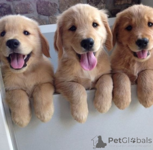 Foto №1. golden retriever - zum Verkauf in der Stadt Brüssel | verhandelt | Ankündigung № 162229