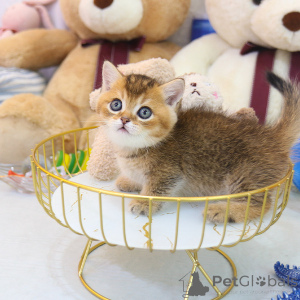 Foto №2 zu Ankündigung № 153268 zu verkaufen munchkin - einkaufen Bahamas züchter