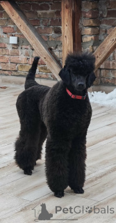 Foto №3. Erstklassiger Wurf GROSSER POODLES. Serbien