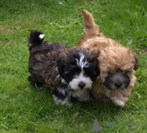 Foto №2 zu Ankündigung № 162990 zu verkaufen bolonka zwetna - einkaufen Schweiz 