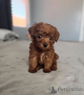 Foto №4. Ich werde verkaufen pudel (toy) in der Stadt Arizona City. züchter - preis - verhandelt