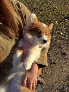 Foto №3. Welsh Corgi-Welpen suchen ihr Zuhause für immer. Deutschland