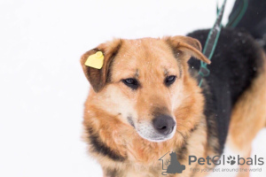 Foto №4. Ich werde verkaufen mischlingshund in der Stadt Perm. aus dem tierheim - preis - Frei