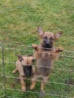 Foto №1. belgischer schäferhund - zum Verkauf in der Stadt Erfurt | 550€ | Ankündigung № 124677