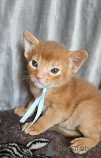 Foto №1. abessinierkatze - zum Verkauf in der Stadt Aachen | 350€ | Ankündigung № 174527
