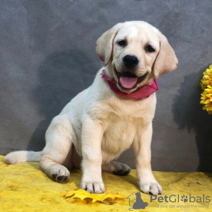 Foto №1. labrador retriever - zum Verkauf in der Stadt Nottingham | verhandelt | Ankündigung № 123496