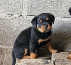 Foto №2 zu Ankündigung № 126860 zu verkaufen rottweiler - einkaufen Portugal 
