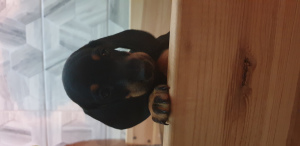 Foto №4. Ich werde verkaufen mischlingshund in der Stadt Minsk. quotient 	ankündigung - preis - 164€