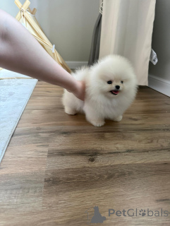 Foto №3. Entzückende Pomeranian-Welpen zum Verkauf, gesunde und flauschige Begleiter. Polen