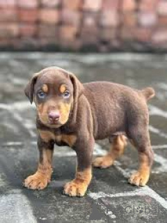 Foto №3. Dobermannwelpen zu verkaufen. Frankreich