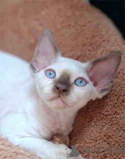 Foto №1. devon rex - zum Verkauf in der Stadt Affalterbach | 400€ | Ankündigung № 151546