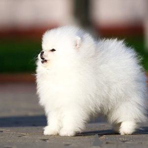 Foto №3. Pommern. Deutschland