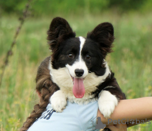 Foto №3. Wunderschöner walisischer Pembroke-Corgi. FCI. USA