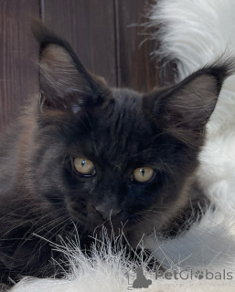 Foto №2 zu Ankündigung № 155320 zu verkaufen maine-coon-katze - einkaufen Irland quotient 	ankündigung