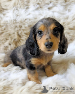 Foto №3. Liebe Dalmatiner Welpen. Niederlande