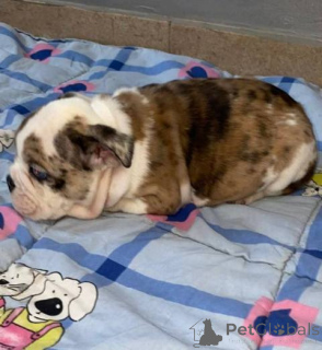 Foto №4. Ich werde verkaufen englische bulldogge in der Stadt Werbass.  - preis - verhandelt