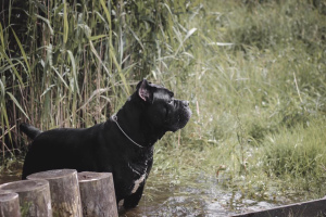 Zusätzliche Fotos: Dog Cane Corso zum Stricken