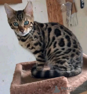 Foto №4. Ich werde verkaufen bengal katzenrasse in der Stadt Doha. züchter - preis - verhandelt
