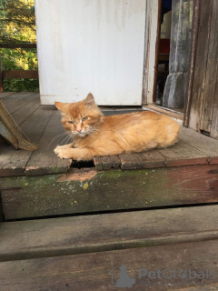 Foto №3. Sonniger Kater Bonifatius! Bringen Sie das Glück der Katze zurück!. Russische Föderation