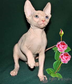 Foto №1. sphynx cat - zum Verkauf in der Stadt Houston | verhandelt | Ankündigung № 43642