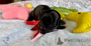 Foto №4. Ich werde verkaufen havaneser in der Stadt Pogórze. quotient 	ankündigung - preis - 941€