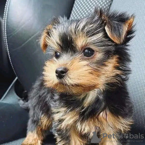 Foto №2 zu Ankündigung № 127664 zu verkaufen yorkshire terrier - einkaufen Finnland quotient 	ankündigung, züchter