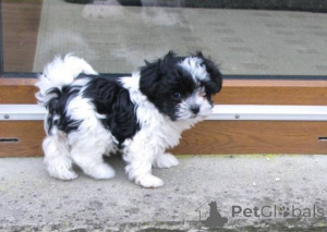 Foto №1. bolonka zwetna - zum Verkauf in der Stadt Köln | verhandelt | Ankündigung № 167291