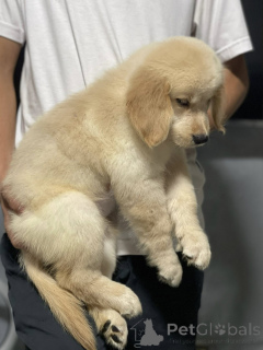 Foto №1. golden retriever - zum Verkauf in der Stadt Lyon | verhandelt | Ankündigung № 165302