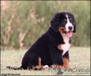 Foto №1. berner sennenhund - zum Verkauf in der Stadt Belgrad | verhandelt | Ankündigung № 120011