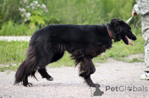 Foto №3. Betty sucht ein Zuhause.. Russische Föderation