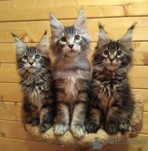 Foto №2 zu Ankündigung № 137760 zu verkaufen maine-coon-katze - einkaufen Deutschland quotient 	ankündigung