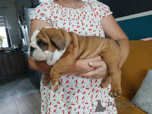 Foto №1. englische bulldogge - zum Verkauf in der Stadt Wrocław | verhandelt | Ankündigung № 146488
