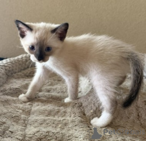 Foto №1. siamkatze - zum Verkauf in der Stadt Wiener | 350€ | Ankündigung № 178598