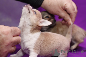 Foto №2 zu Ankündigung № 137577 zu verkaufen chihuahua - einkaufen Großbritannien quotient 	ankündigung