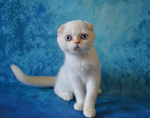 Foto №3. Schottische Katze von seltener Farbe. Russische Föderation