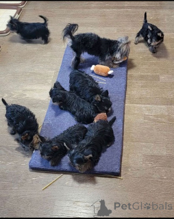 Foto №2 zu Ankündigung № 137421 zu verkaufen yorkshire terrier - einkaufen Ägypten züchter