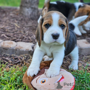 Foto №4. Ich werde verkaufen beagle in der Stadt Bielefeld.  - preis - 360€