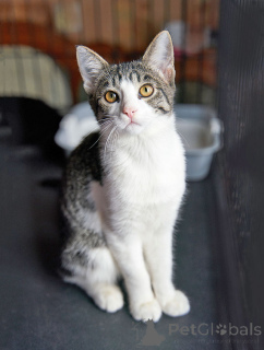 Foto №2 zu Ankündigung № 164560 zu verkaufen  - einkaufen Russische Föderation quotient 	ankündigung