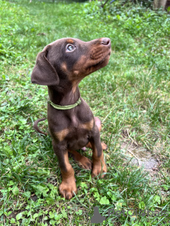 Foto №1. dobermann - zum Verkauf in der Stadt Belgrad | verhandelt | Ankündigung № 71818