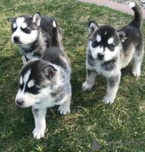 Foto №1. siberian husky - zum Verkauf in der Stadt Arrondisman de Brüssel Kapital | Frei | Ankündigung № 165685