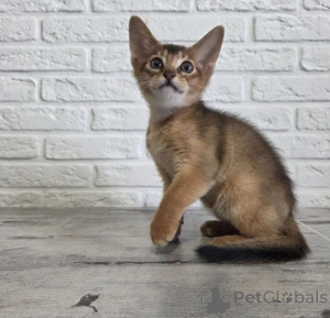 Foto №1. devon rex - zum Verkauf in der Stadt Aarbergen | 350€ | Ankündigung № 177731