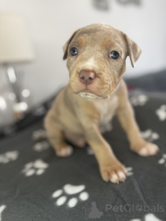 Foto №1. american bully - zum Verkauf in der Stadt Schlechtes Vilbel | verhandelt | Ankündigung № 166354