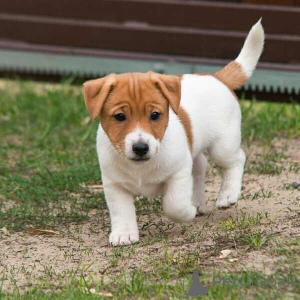 Foto №1. jack russell terrier - zum Verkauf in der Stadt Antwerpen | verhandelt | Ankündigung № 169654