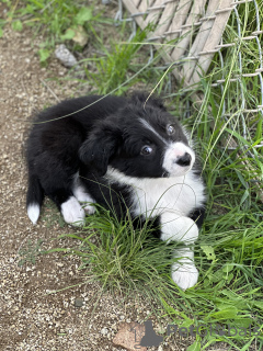 Foto №2 zu Ankündigung № 40111 zu verkaufen border collie - einkaufen USA quotient 	ankündigung