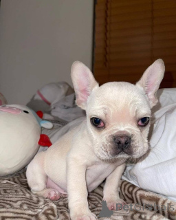 Foto №3. Alle Welpen sind noch verfügbar. Der Tierarzt hat überprüft, ob die Lieferung. USA