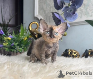 Foto №1. devon rex - zum Verkauf in der Stadt Bönnigheim | 350€ | Ankündigung № 178153